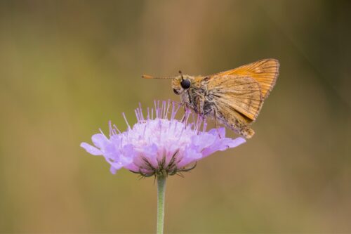 Faune et Flore : Le papillon